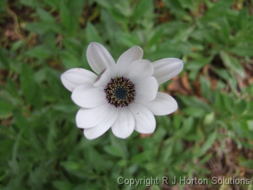 Osteospermum Cornwall